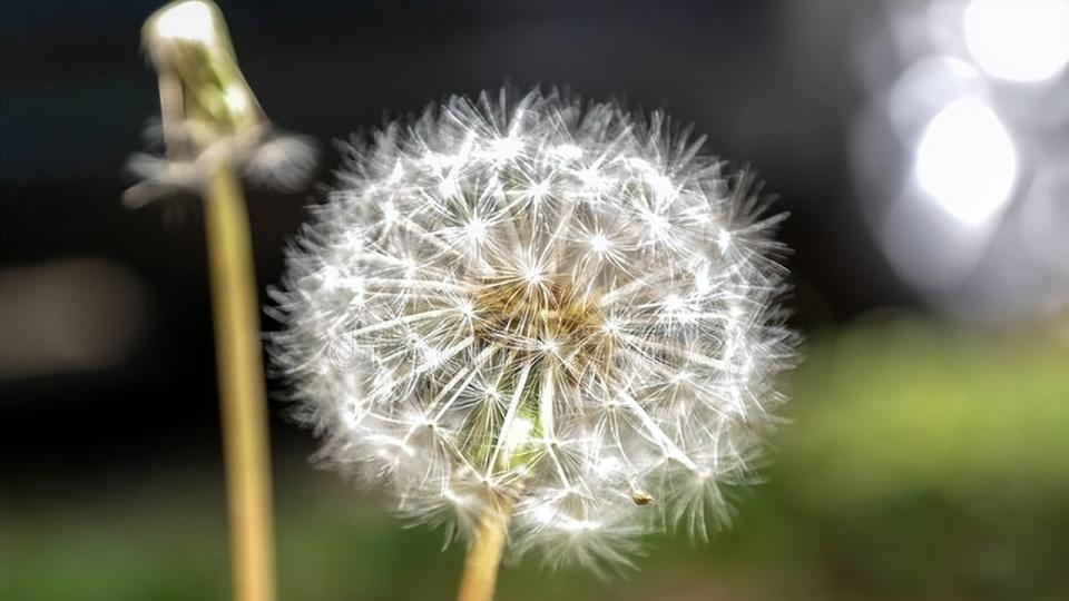 农村到处可见的蒲公英，除了泡茶还能用来干嘛？