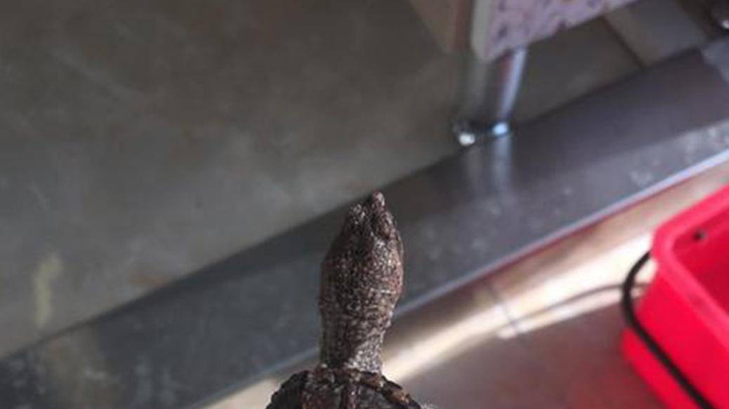 鳄龟孵化温控分三阶段操作，南方梅雨季养殖要点，苗期营养搭配不可忽视