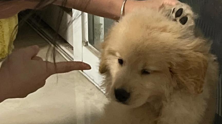 哪款狗粮便宜又好？狗粮品牌推荐3款性价比高一点不踩雷