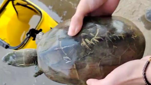 湖北河道“刻字神龟”现世 1967 字符暗藏何种惊天秘密？