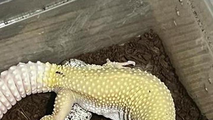 豹纹守宫夜行习惯五步法，泪痕清洁深度测评，网红经济黄金期