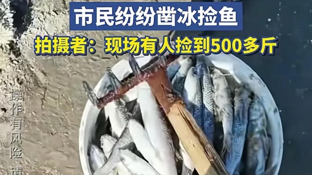 山东潍坊海面结冰大鱼被冻住，老乡捞鱼捞麻了！动动手就弄了500斤鱼