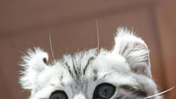 卷耳猫社交行为分析，不同场景表现，宠物友好场所设计，美国嘻哈文化中的猫元素