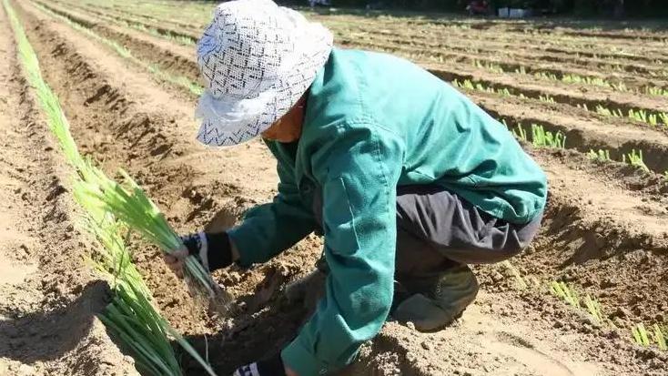 大葱定植时该怎么浇水？先浇还是后浇更好发苗？