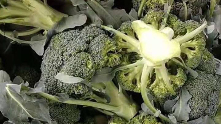 西兰花移栽技巧，合理间距与施肥比例，确保株型整齐产量高