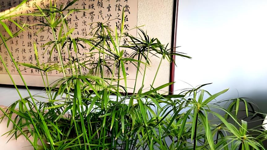 这6种花越浇水越疯长！一天一瓢水，爆花爆到盆都装不下！