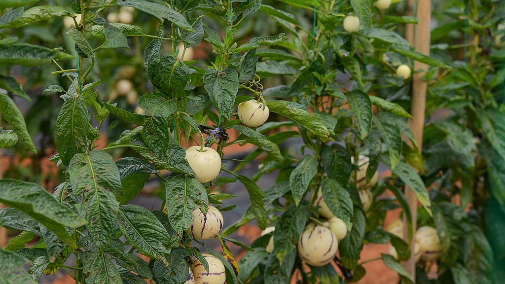 民间故事：王永与参王的传说