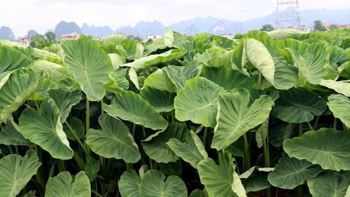 芋头种球长途运输，苔藓保湿法，七天鲜活度保持