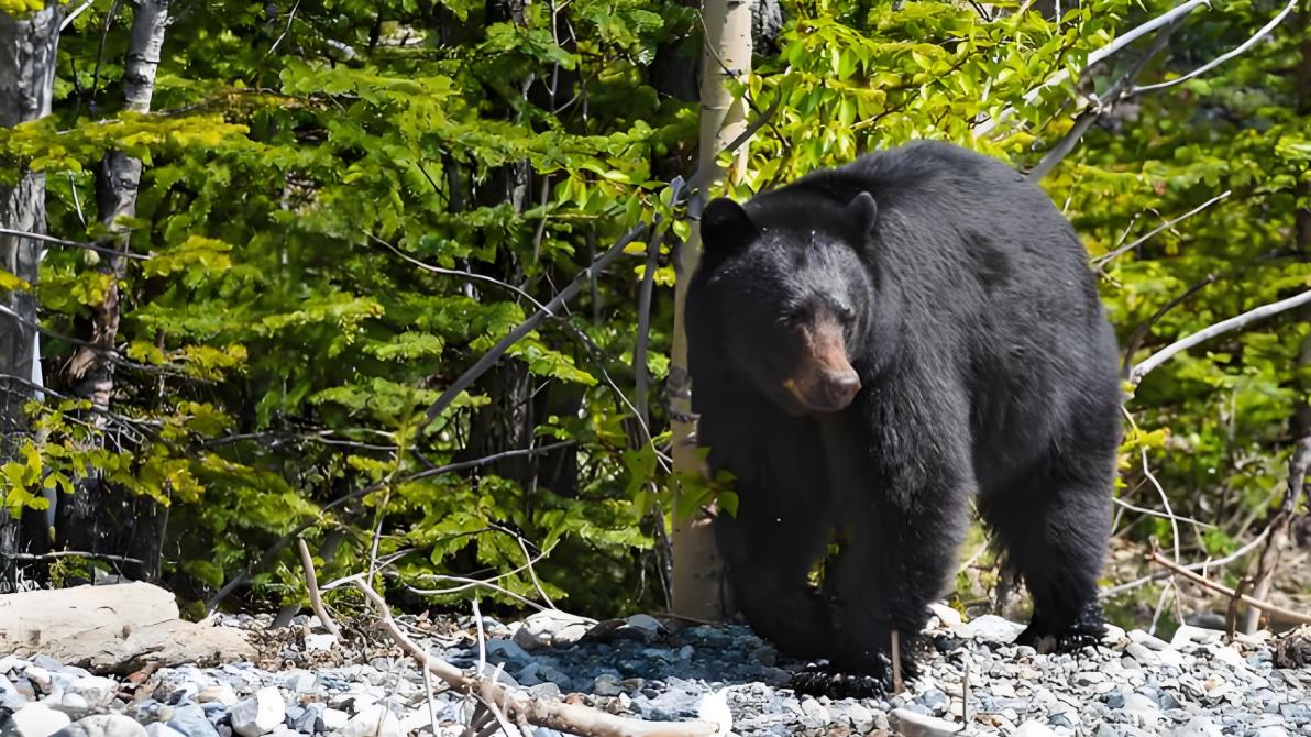 何种价比千金之药，能使慈禧视如掌上明珠？