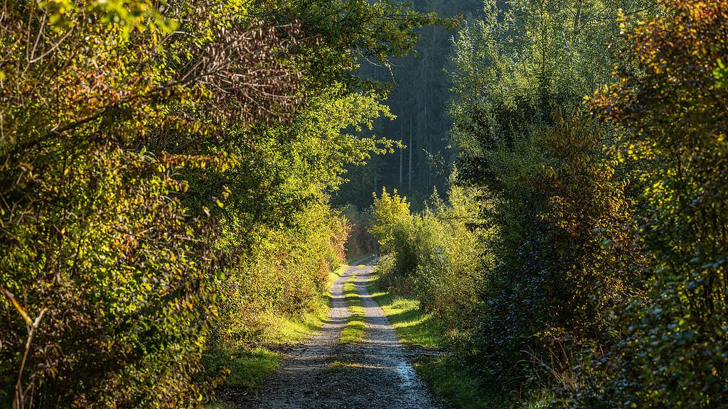 蝴蝶大乐透25114期分析，本期分享一组个人觉得不错的双猫号码，大家参考