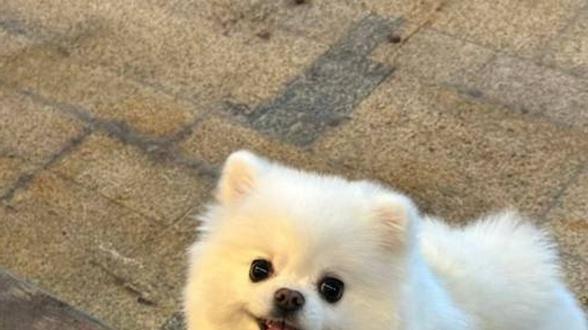 博美犬脱毛期梳毛手法，祖先挪威森林血统，楼道文明提示牌，台风天避险实录