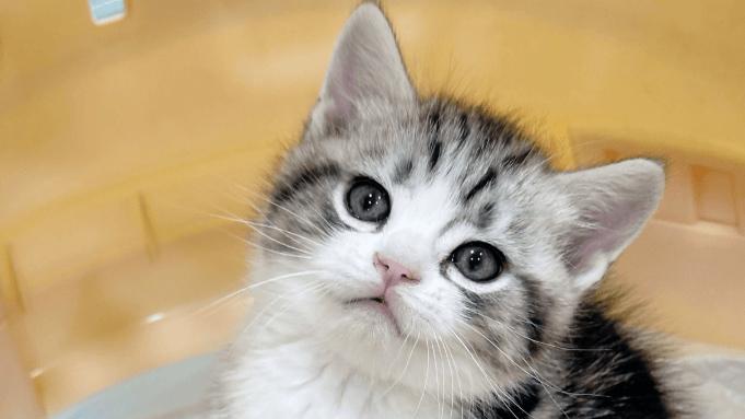 希喂VS新颐宠物空气净化器哪个牌子好？多维度测评哪款性价比更高