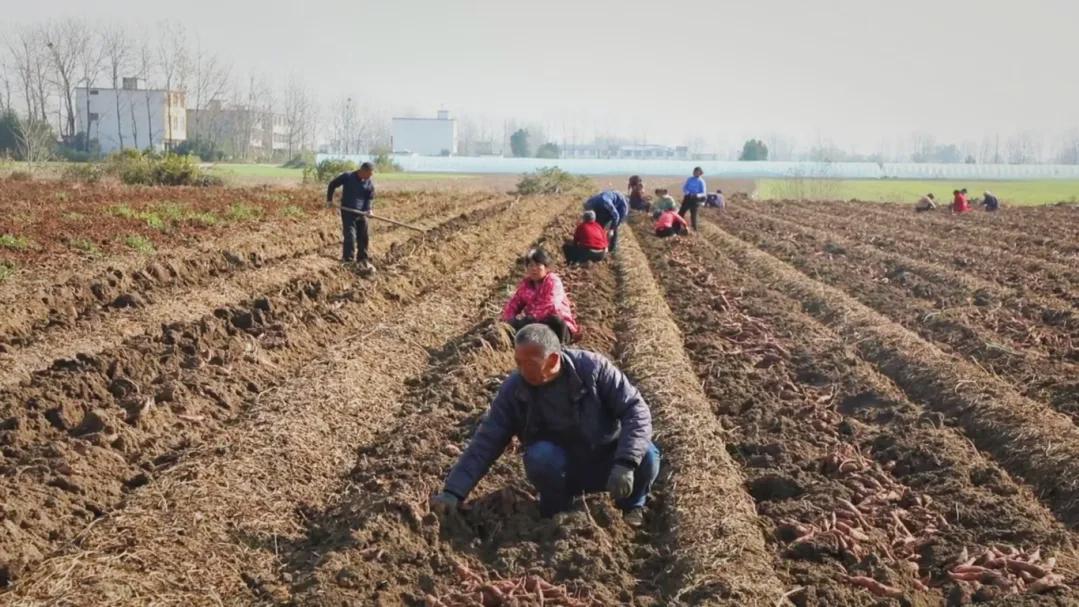 息县东岳镇：万亩红薯喜收获 “订单农业”促增收