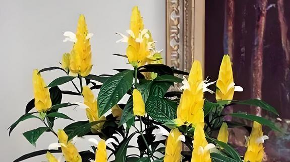 耐热耐晒寓意吉祥的金苞花，花期长管理简单，特别适合新手养！