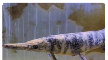 明知是“生态炸弹”，为何有人偏要豪掷千金养鳄雀鳝？最后谁来买单？