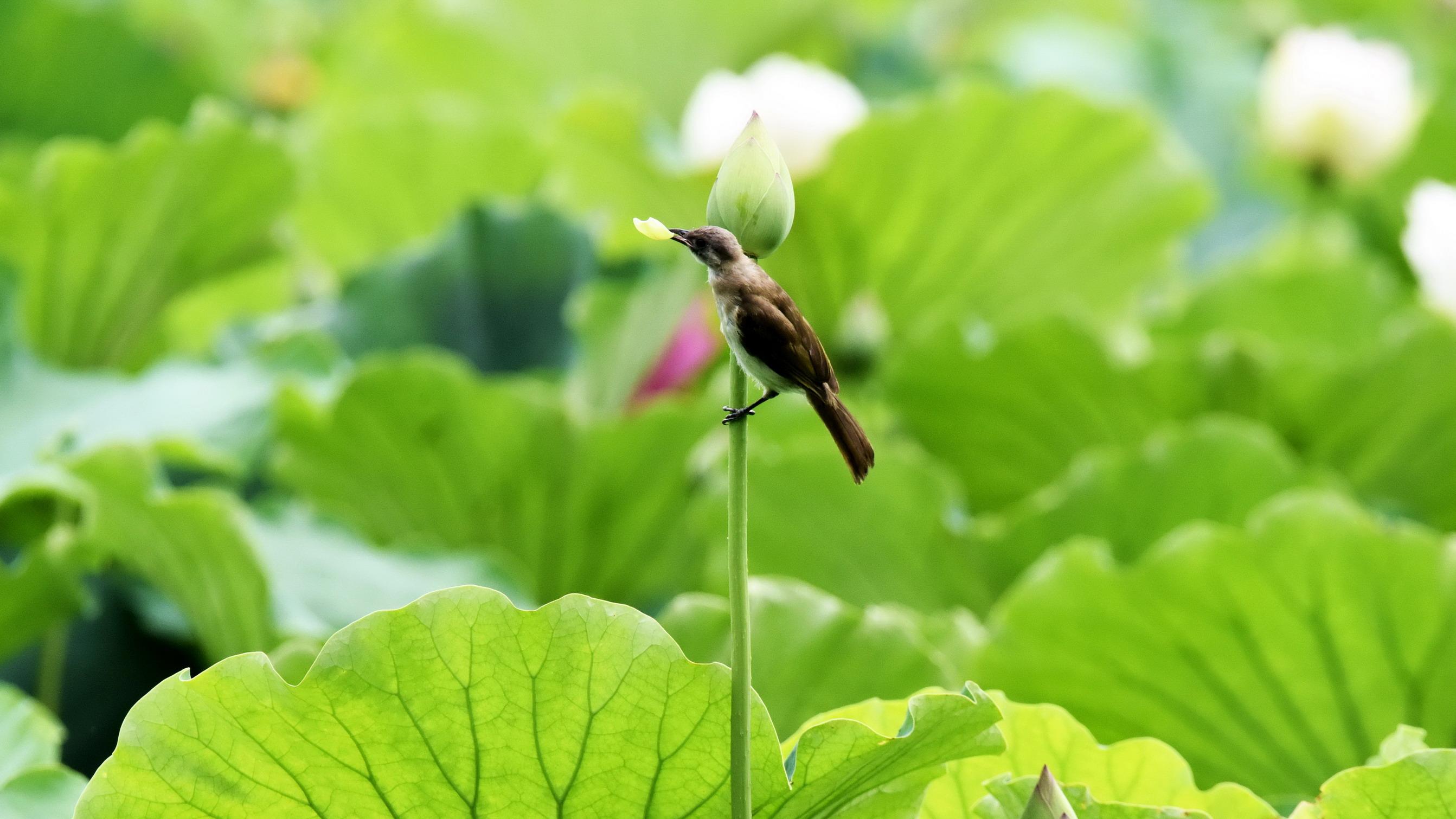 荷花绽放鸟语花香