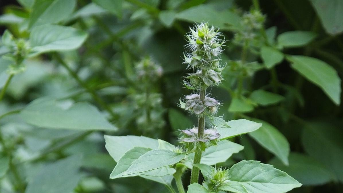 一天三顿都爱吃的河南荆芥，其实是一种罗勒？