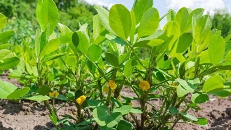 花生苗期管理终极指南：30天黄金期决定全年产量！老农含泪总结5大血泪教训