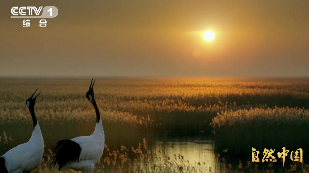 循自然之法，守山河岁岁长青！《山水工程》即将开播