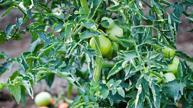 番茄机械化采收难点分析，人工采摘标准探讨，损耗对比与预冷入库流程优化