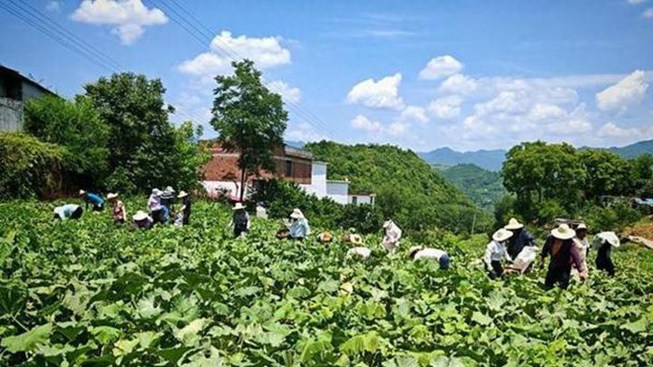 在家种植南瓜全程解析，从种子到收获，3分钟教会您！