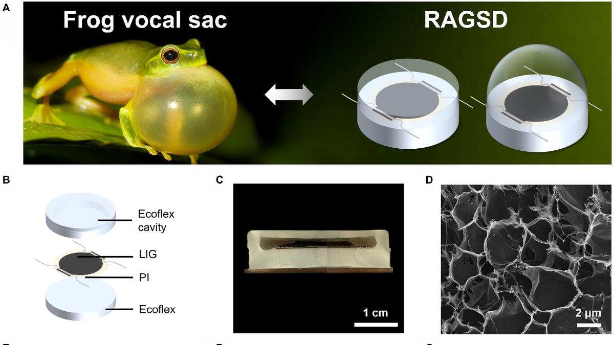 蛙鸣启发黑科技！这款柔性声学系统，让听诊和发声都“精准可调”