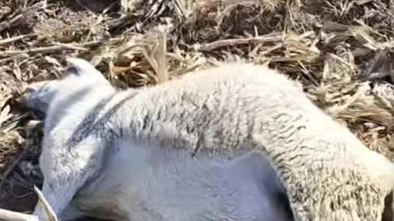 养的羊被人投毒，祸害你的，往往是身边的人