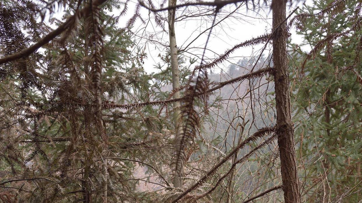 江西村民山林维权五年未果：赢了官司却收不回地