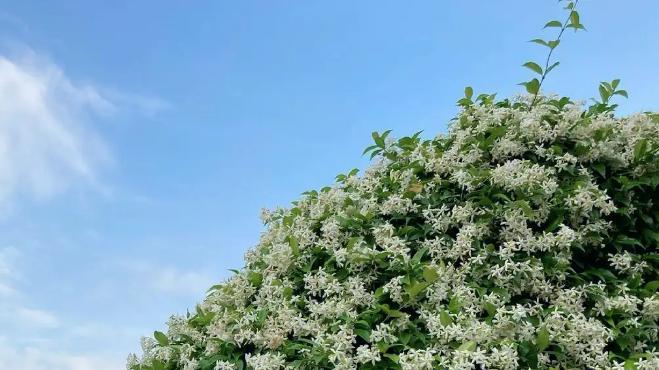 耐寒耐热浓香的风车茉莉，快速养成浪漫花拱门、花墙的养护窍门！