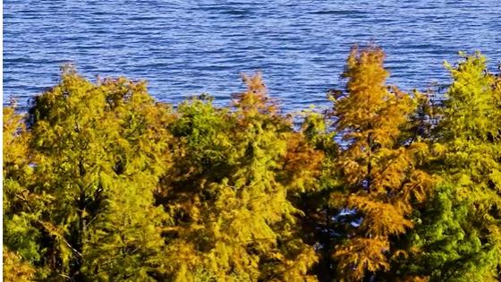 洱畔红杉醉初冬