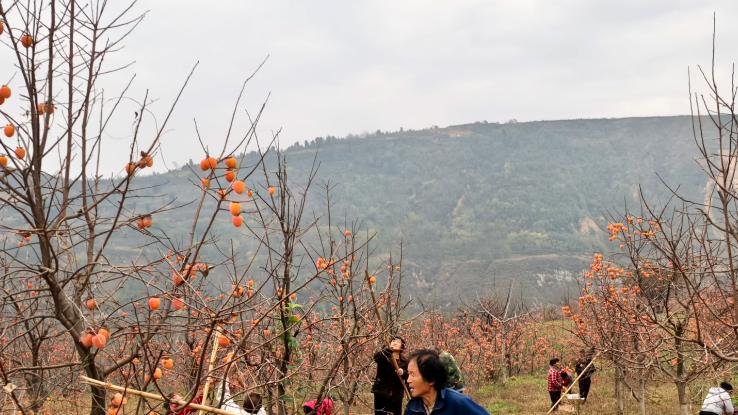 小山村释放振兴新动能