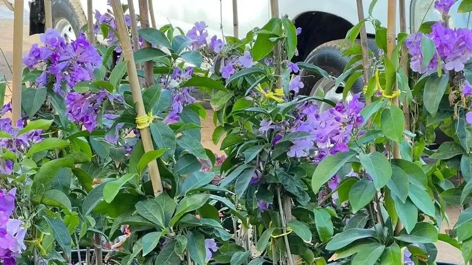 蒜香藤的花叶都有大蒜味？为啥很多人闻不到？如何让它开花更多？