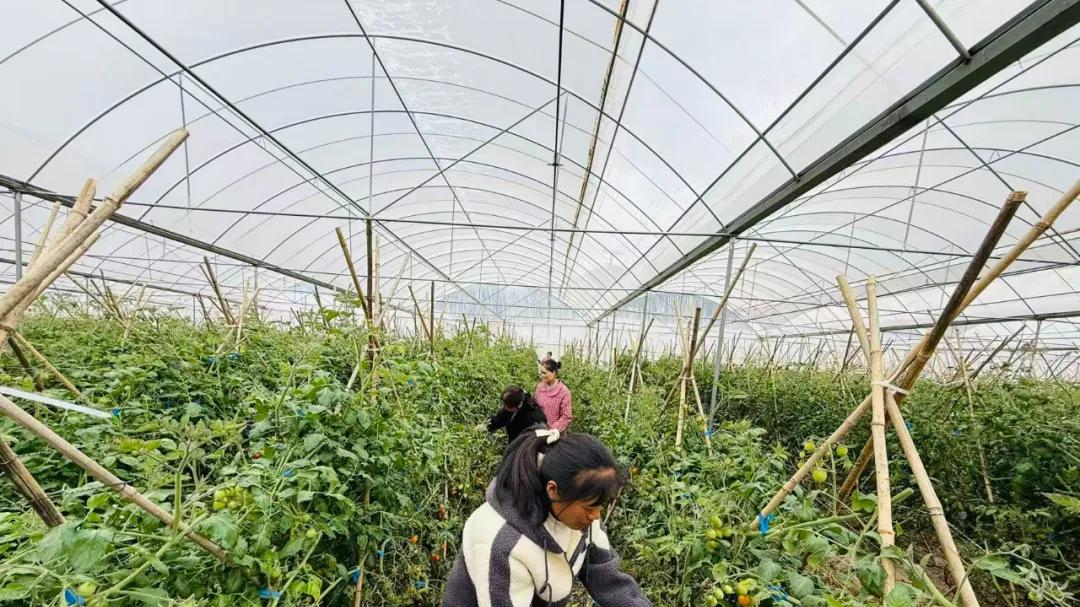 金沙江干热河谷的 “香芒皇后” 番茄，如何在会东铺就乡村振兴路？
