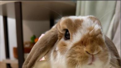 兔子便便教育失败？可能是厕所摆放错了位置