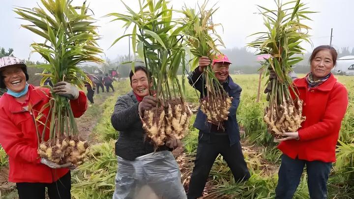 老农揭秘：大姜种植时间，十亩投入4万换回15万，真比打工强！
