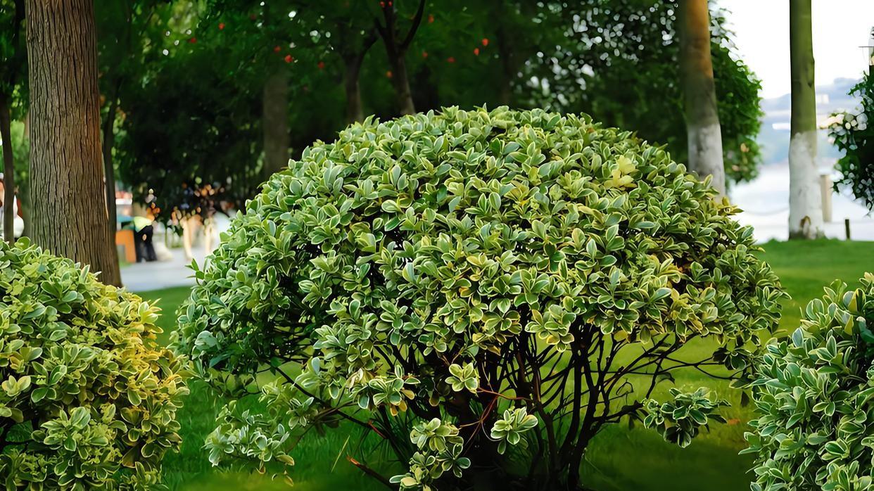 解读小区绿化：探秘花草种类与选择技巧
