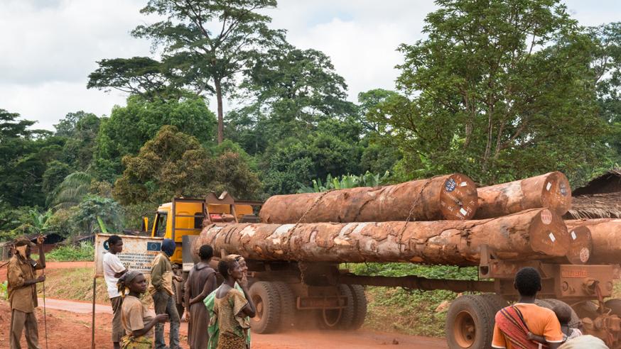 非洲92岁总统再掌权：对原木出口监管会否更严？对中国出口已暴减41.5%