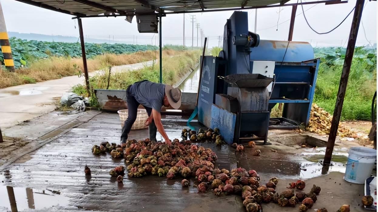 水乡“绿宝石”，铺就振兴路，大楼社区“水八仙”产业致富见闻
