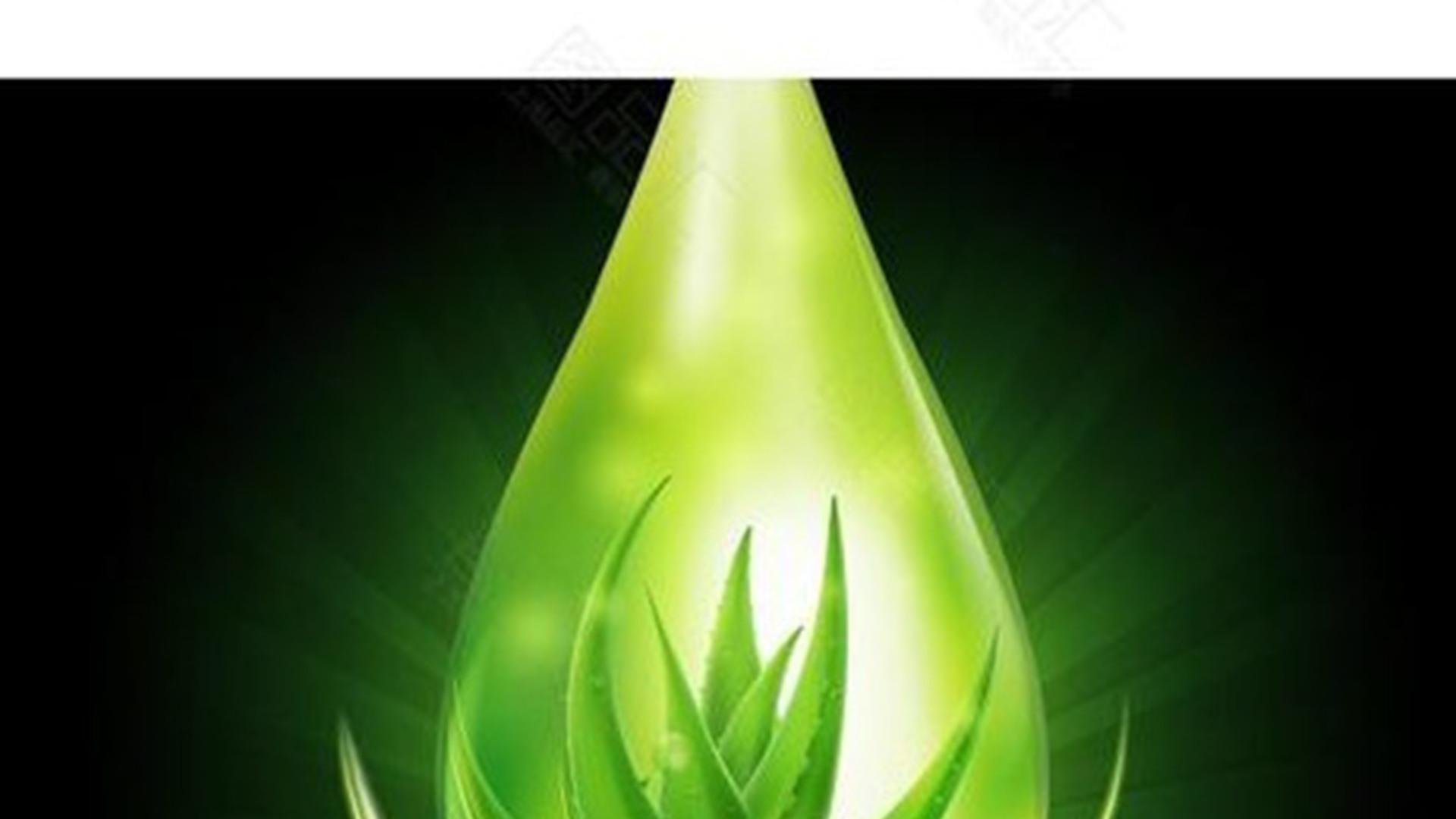 芦荟美容配方分享，橄榄油混合比例与保存方法，冷藏七日效果更佳