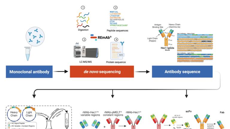 eLife 实证：抗体从头测序如何破解杂交瘤困境，解锁重组抗体改造全玩法？