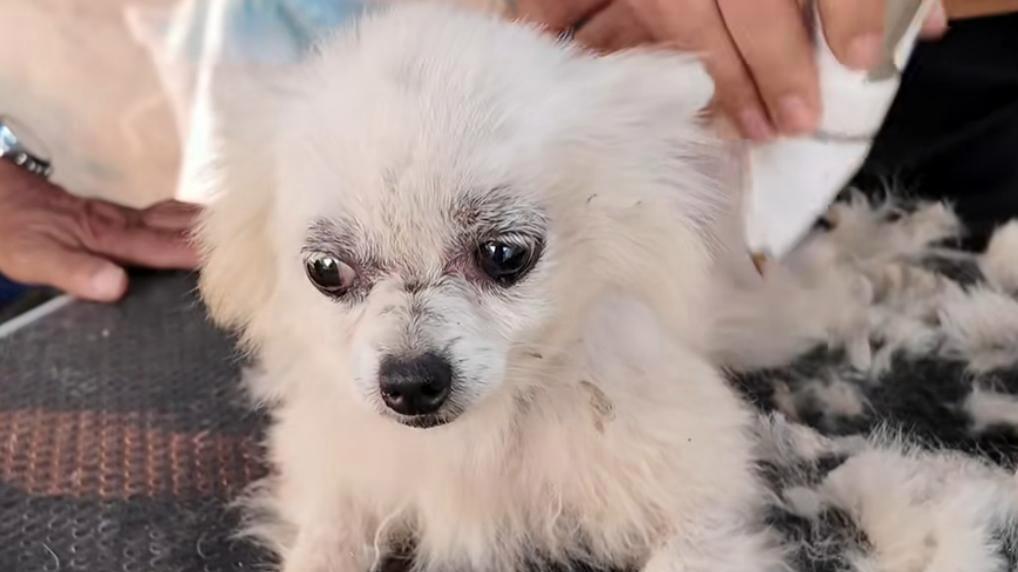 狗狗因天生残疾被主人抛弃，又被熊孩子欺负，差点一命呜呼