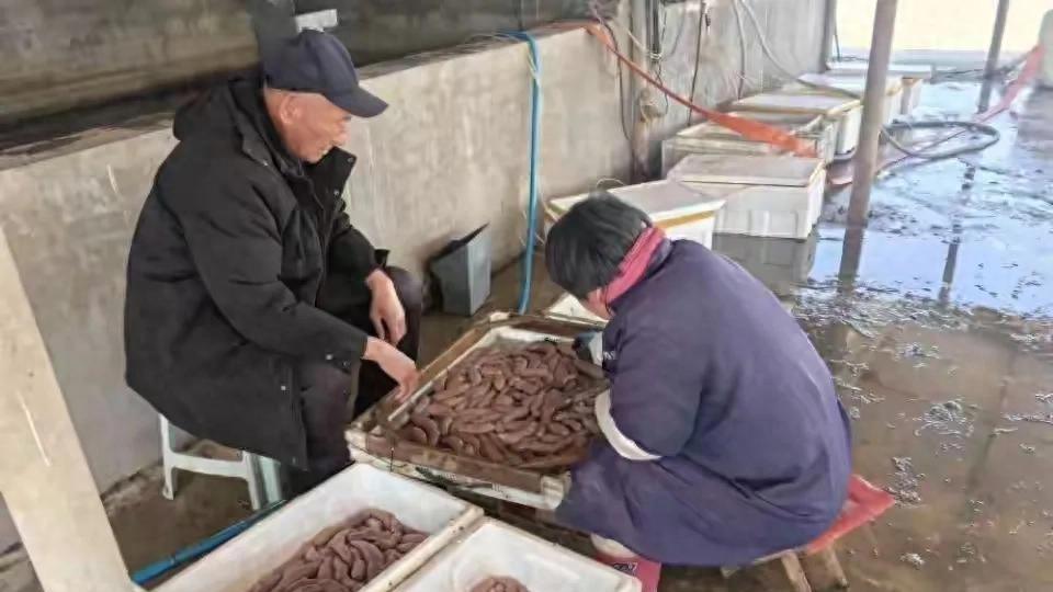 烟台海滩，海肠自由？一场大风的馈赠，亦是生态的警示？