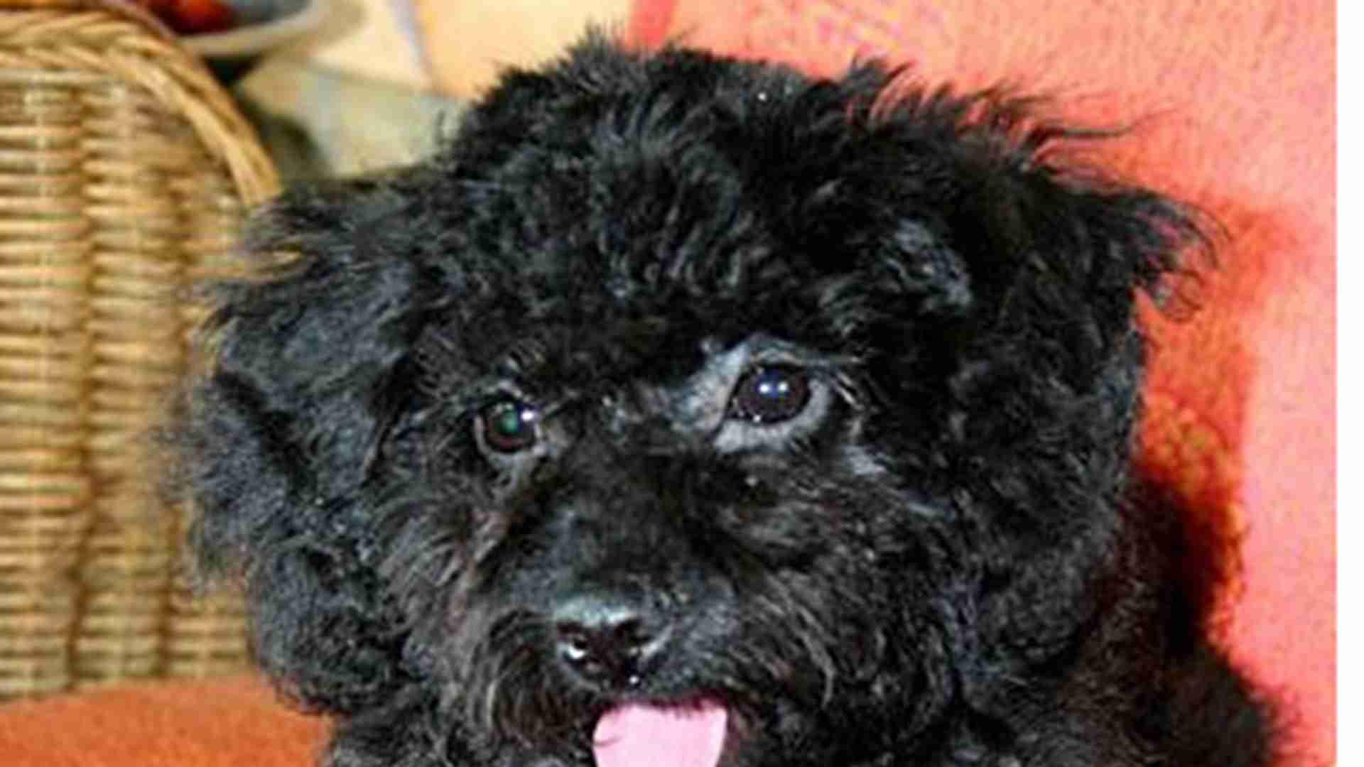 哺乳期激素监测，山区繁育基地，贵宾犬健康，指标控阈值