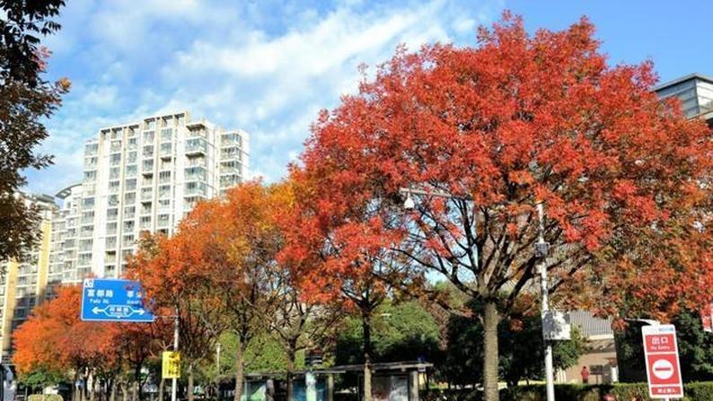 种植景观树，周期长、投入大，但收益稳定可观