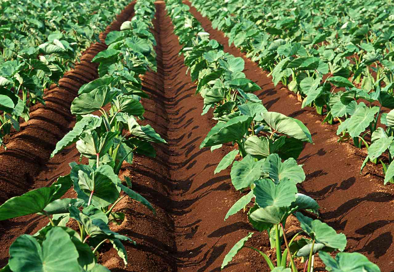 马铃薯的储存技术，解析保鲜方法，延长食用期限