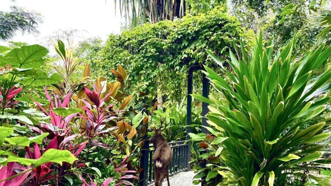 野熊谷漫游指南：与山林、野兽和歌舞相遇