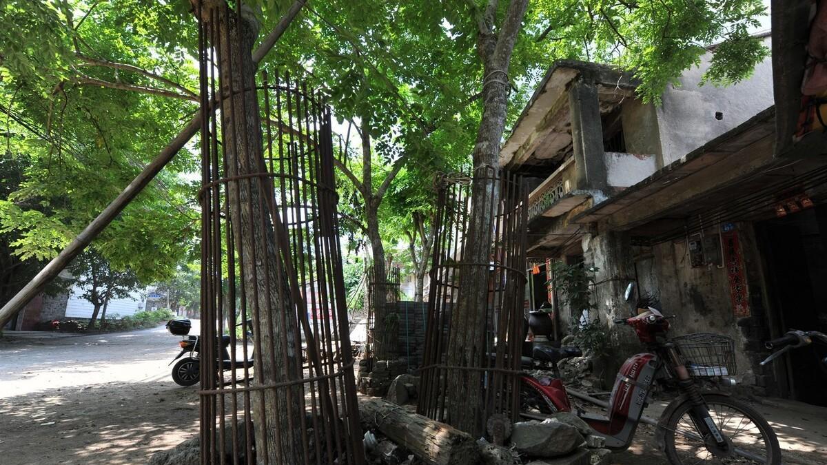 黄花梨家具天价背后的种植困局：农民为何不愿种植？（三点原因解析）