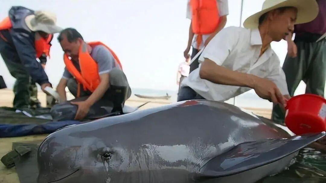 20厘米长大鱼，长江江豚直接吞了，10年禁渔成效显著：鱼在变成猪