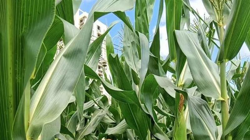 玉米红薯立体种植，双生田模式，提升农田效益新方法