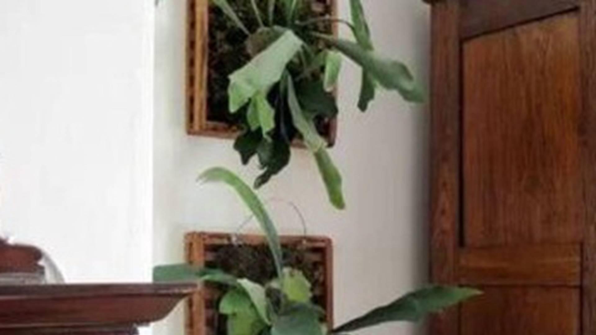 鹿角蕨板植材料创新应用，文创空间悬挂方案探讨，树皮替代与附着力测试研究